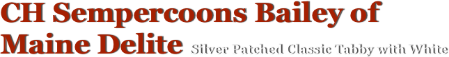 CH Sempercoons Bailey of Maine Delite Silver Patched Classic Tabby with White