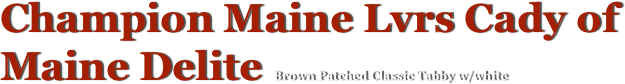 Champion Maine Lvrs Cady of Maine Delite Brown Patched Classic Tabby w/white
