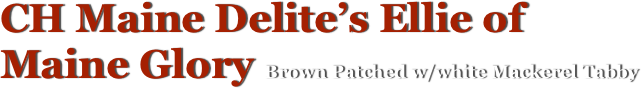 CH Maine Delite’s Ellie of Maine Glory Brown Patched w/white Mackerel Tabby