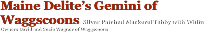 Maine Delite’s Gemini of Waggscoons Silver Patched Mackerel Tabby with White
Owners David and Suzie Wagnor of Waggscoons