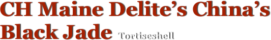 CH Maine Delite’s China’s Black Jade Tortiseshell