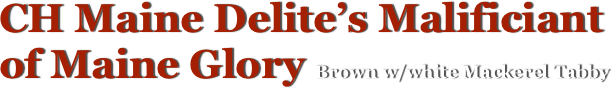 CH Maine Delite’s Malificiant   of Maine Glory Brown w/white Mackerel Tabby