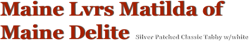 Maine Lvrs Matilda of 
Maine Delite Silver Patched Classic Tabby w/white