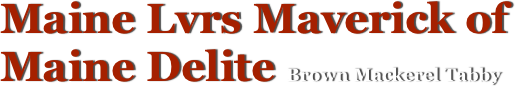 Maine Lvrs Maverick of Maine Delite Brown Mackerel Tabby
Maine Coon Cat, Meet the studs...