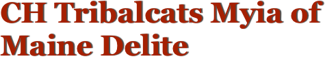 CH Tribalcats Myia of 
Maine Delite 
Maine Coon Cats, Meet the Queens ...