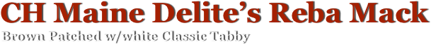 CH Maine Delite’s Reba Mack 
Brown Patched w/white Classic Tabby