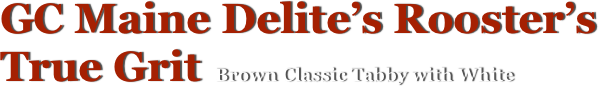 GC Maine Delite’s Rooster’s 
True Grit  Brown Classic Tabby with White 
Maine Coon Cat, Meet the studs...