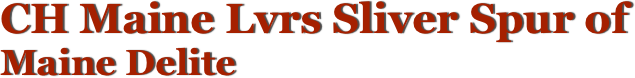 CH Maine Lvrs Sliver Spur of Maine Delite  Maine Coon Cat, Meet the studs...