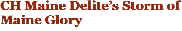 CH Maine Delite’s Storm of Maine Glory Maine Coon Cats, Meet the Queens ...  
Storm is now retired and living in her forever home.