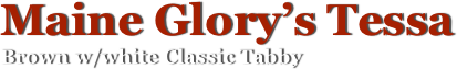 Maine Glory’s Tessa
Brown w/white Classic Tabby