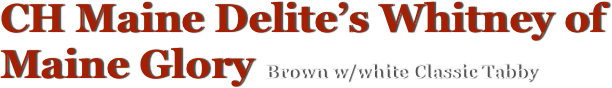 CH Maine Delite’s Whitney of Maine Glory Brown w/white Classic Tabby